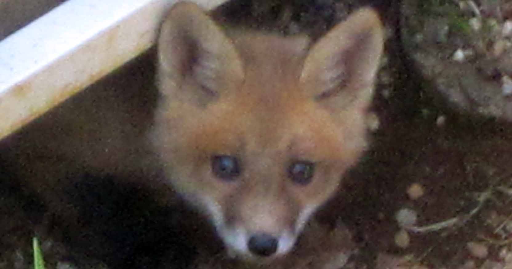 young fox